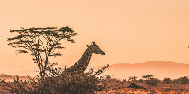 Het stille herstel van Afrika