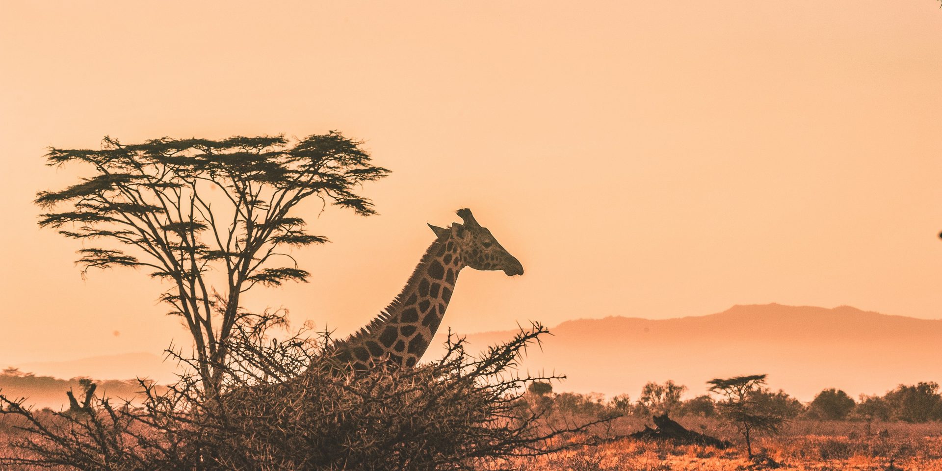 Het stille herstel van Afrika